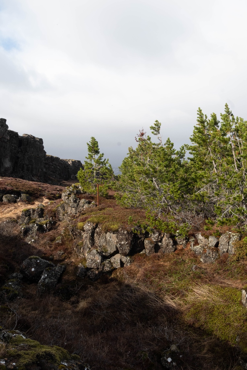 Sapins le long du chemin vers la chute d'eau d'Öxarárfoss sur le site de Þingvellir
