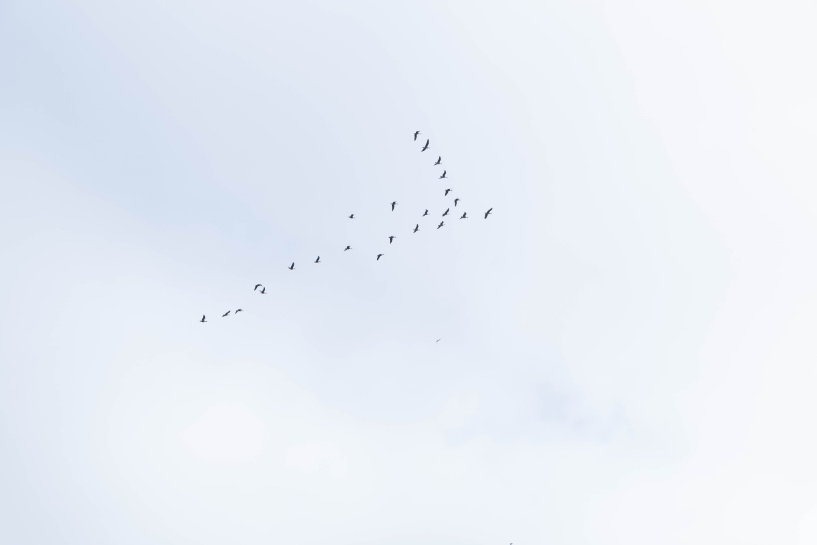 Oiseaux formant un V dans le ciel
